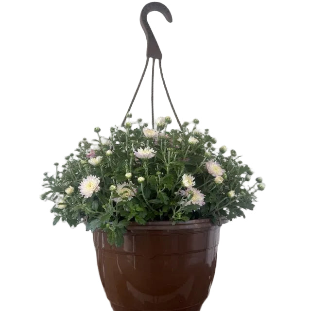 Hanging Basket Mum, 11-Inch Pot