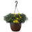 Hanging Basket Mum, 11-Inch Pot