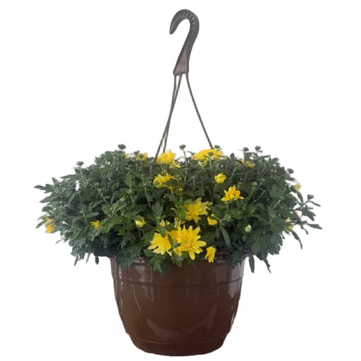 Hanging Basket Mum, 11-Inch Pot