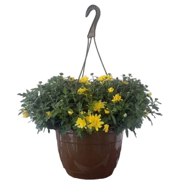 Hanging Basket Mum, 11-Inch Pot