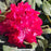 Holden's Red Rhododendron, 2-Gallon