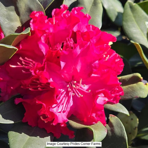 Holden's Red Rhododendron, 2-Gallon