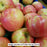 Honeycrisp Apple Tree, 7-Gallon