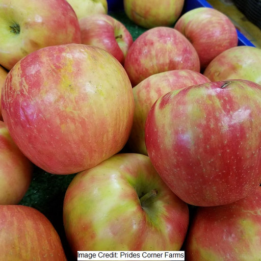 Honeycrisp Apple Tree, 7-Gallon