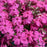 Spring Hot Pink Moss Phlox, 1-Gallon