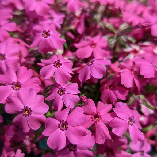 Spring Hot Pink Moss Phlox, 1-Gallon