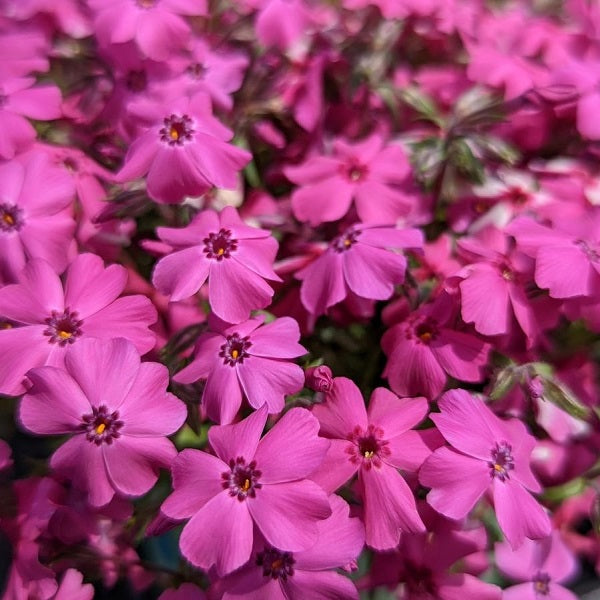 Spring Hot Pink Moss Phlox, 1-Gallon