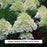 Limelight Panicle Hydrangea, 2-Gallon