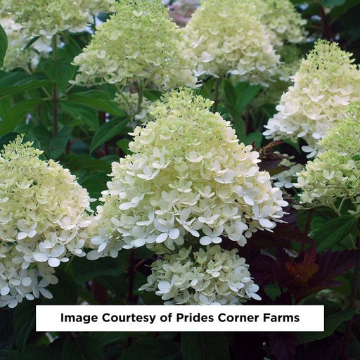 Limelight Panicle Hydrangea, 2-Gallon
