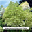 Limelight Panicle Hydrangea, 2-Gallon