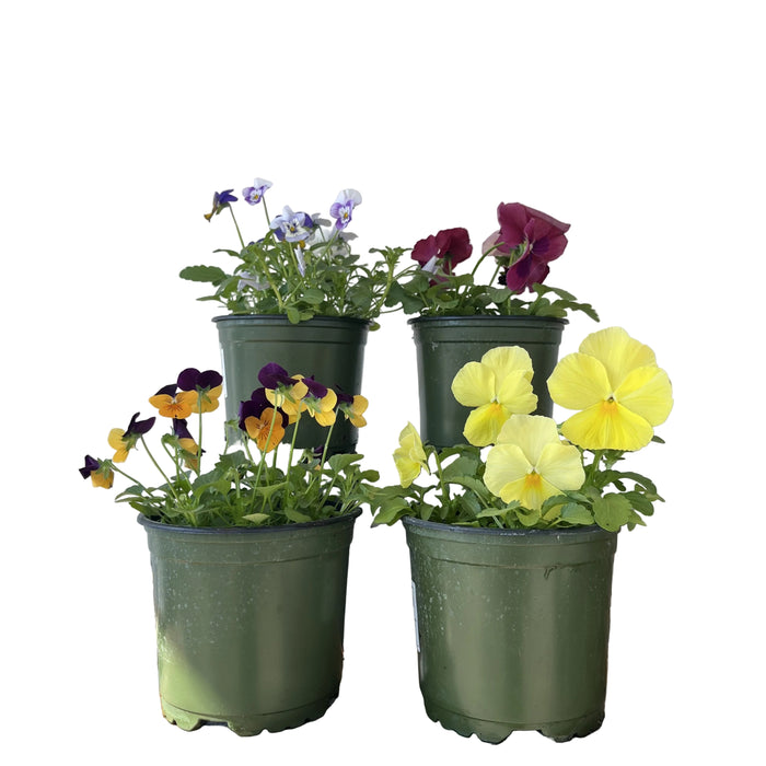 Pansy or Viola, 6-Inch Pot