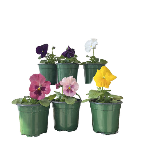 Pansy, 4-Inch Pot