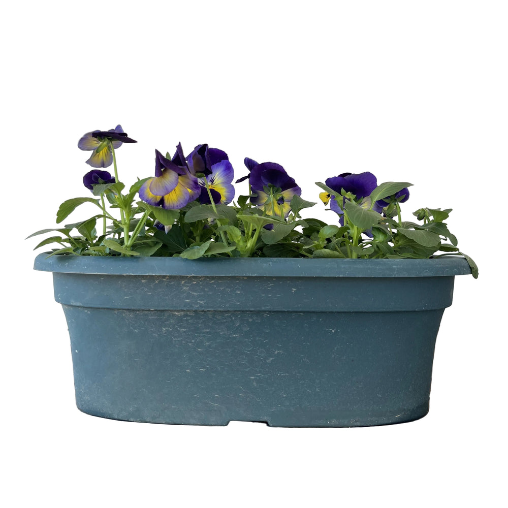 Pansy Oval Planter, 16-inch