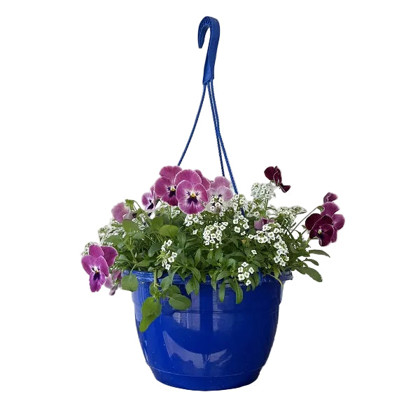 Flowering Hanging Basket, Color Bright Pot 11-Inch