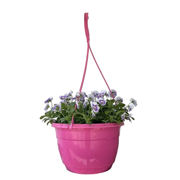 Flowering Hanging Basket, Color Bright Pot 11-Inch