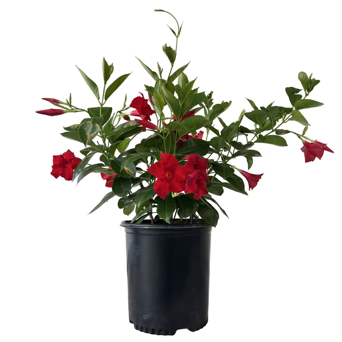 Sundenia® Red Improved Mandevilla 2-Gallon