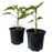 Pepper Plant, 4-Inch