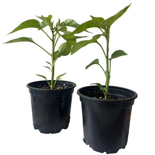 Pepper Plant, 4-Inch