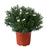 Aster, 9-Inch Pot