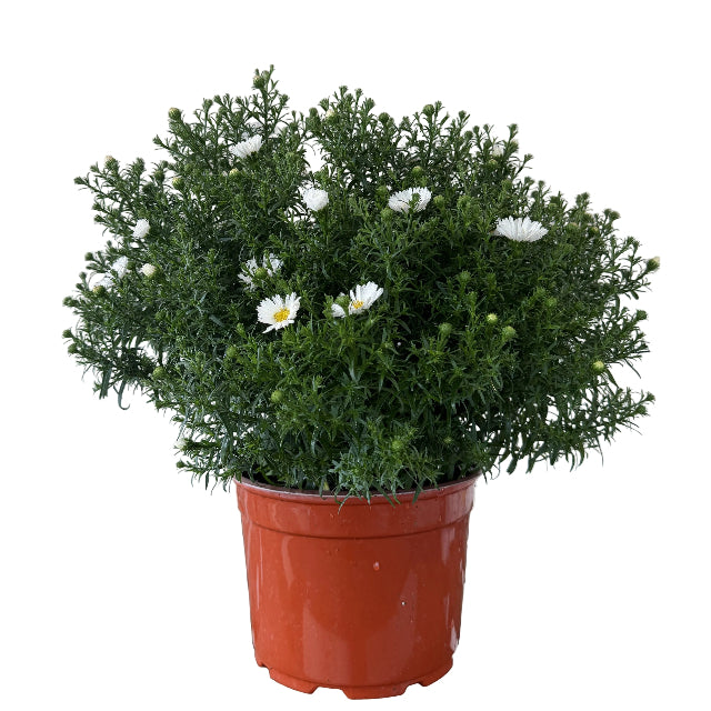Aster, 9-Inch Pot