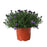 Aster, 9-Inch Pot