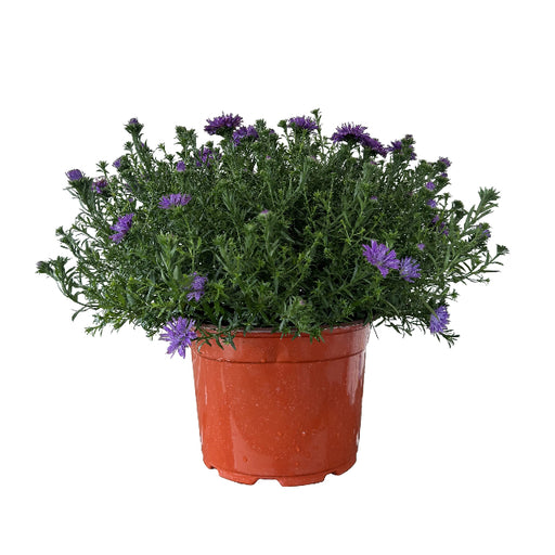Aster, 9-Inch Pot