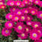 Jewel of the Desert® Amethyst Ice Plant, 1-Gallon
