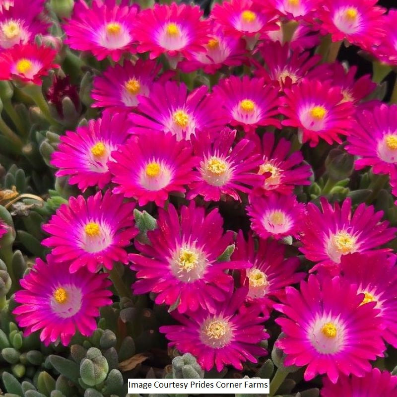 Jewel of the Desert® Amethyst Ice Plant, 1-Gallon