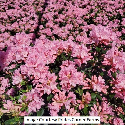 June Pink Rhododendron, 2-Gallon