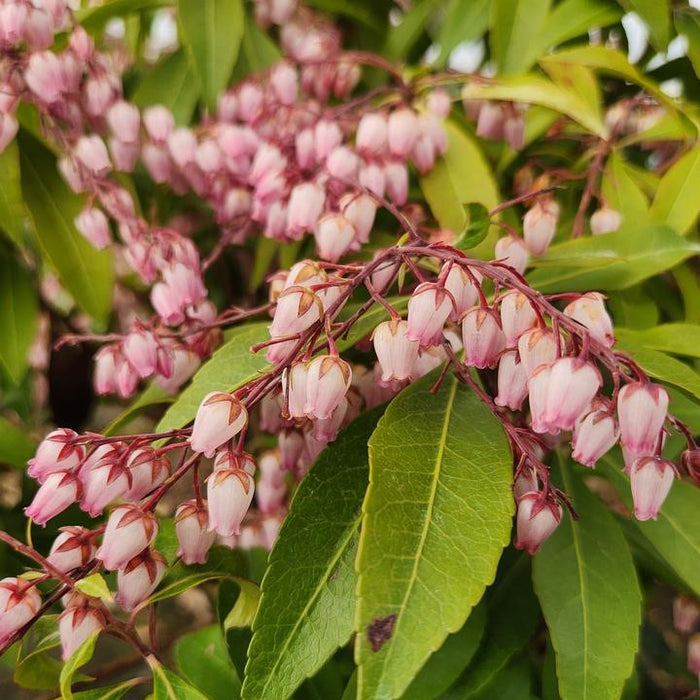 Katsura Andromeda Shrub, 3-Gallon