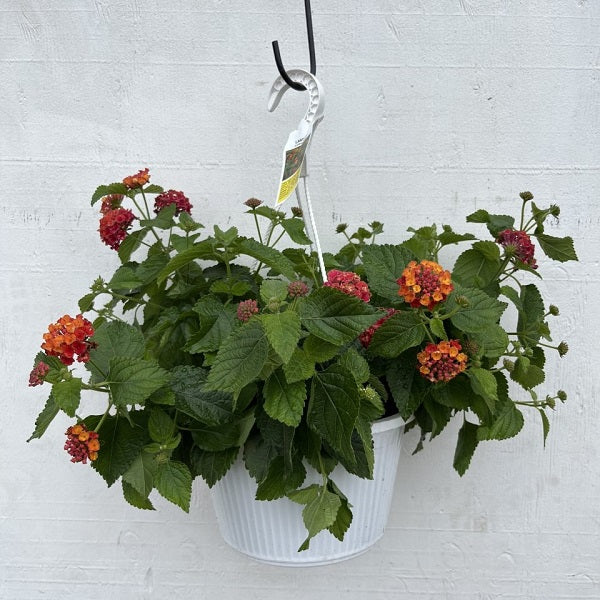 hanging lantana plant Flowering Hanging Basket Sun Varieties, 10-Inch — Ellington Agway