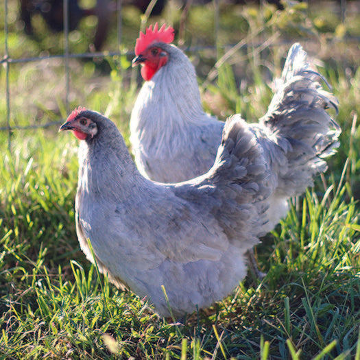 Lavender Orpington Baby Chick, FEMALE