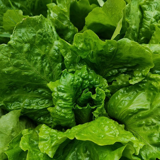 Vegetable Plant, Lettuce & Greens, 6-Pack