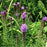 Spike Gayfeather Liatris, 1-Gallon