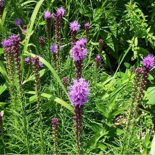 Spike Gayfeather Liatris, 1-Gallon