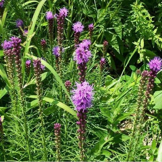 Spike Gayfeather Liatris, 1-Gallon