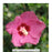 Lil' Kim® Red Rose of Sharon, 3-Gallon