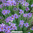 Lucerne Blue-Eyed Grass, 1-Gallon