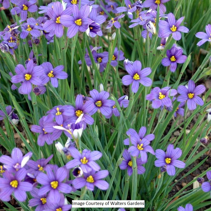 Lucerne Blue-Eyed Grass, 1-Gallon