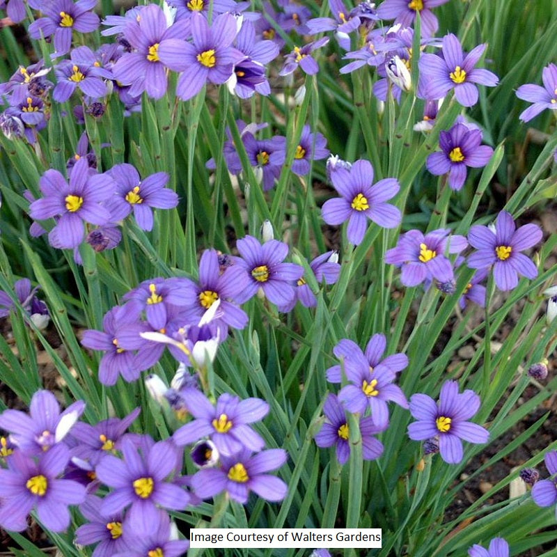 Lucerne Blue-Eyed Grass, 1-Gallon