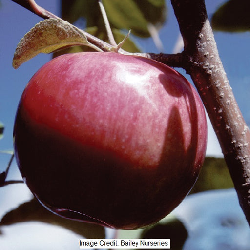 McIntosh Apple Tree, 7-Gallon