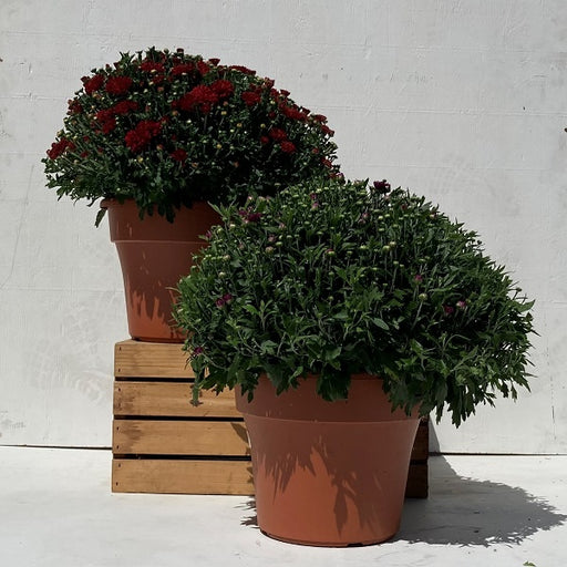 Hardy Mum, 12-Inch Pot