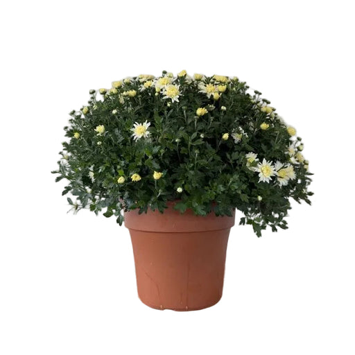Hardy Mum, 12-Inch Pot