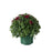 Hardy Mum, 6-Inch Pot