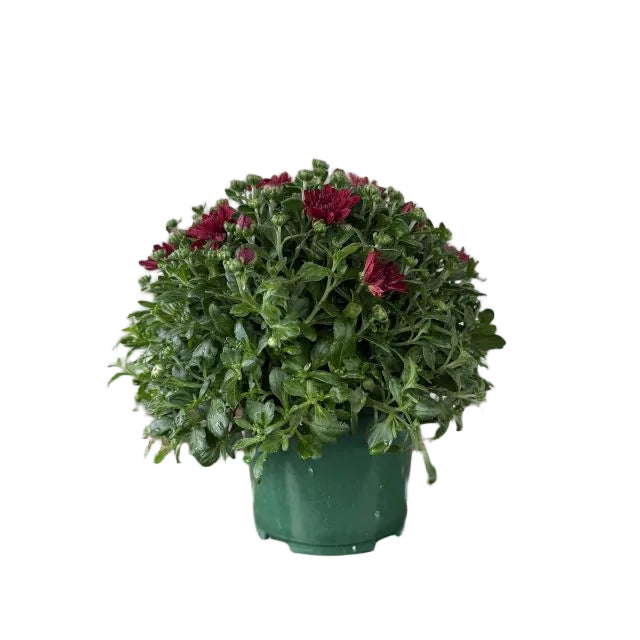 Hardy Mum, 6-Inch Pot