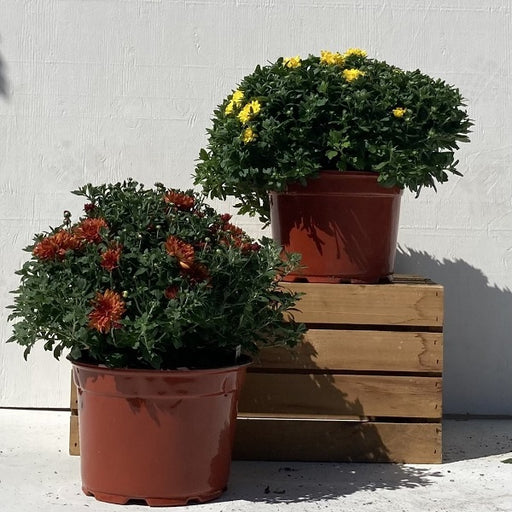 Hardy Mum, 9-Inch Pot