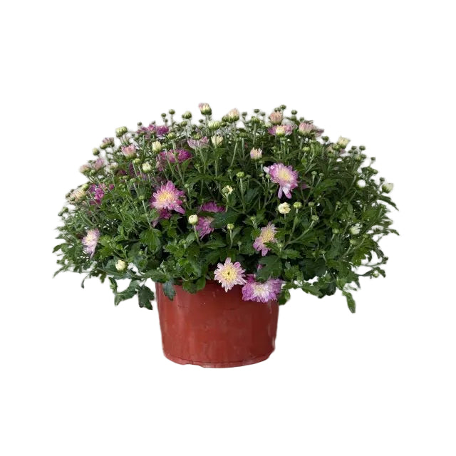 Hardy Mum, 9-Inch Pot