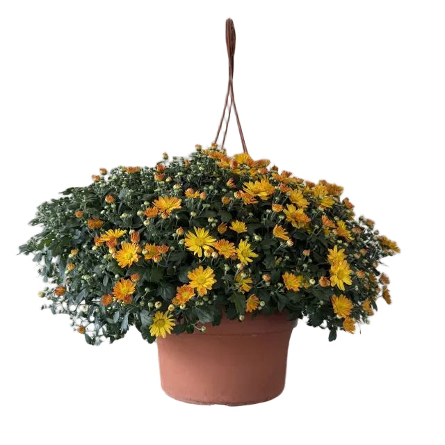 Hanging Basket Mum, 12-Inch Pot