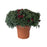 Hardy Mum, 12-Inch Pot