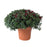 Hardy Mum, 12-Inch Pot